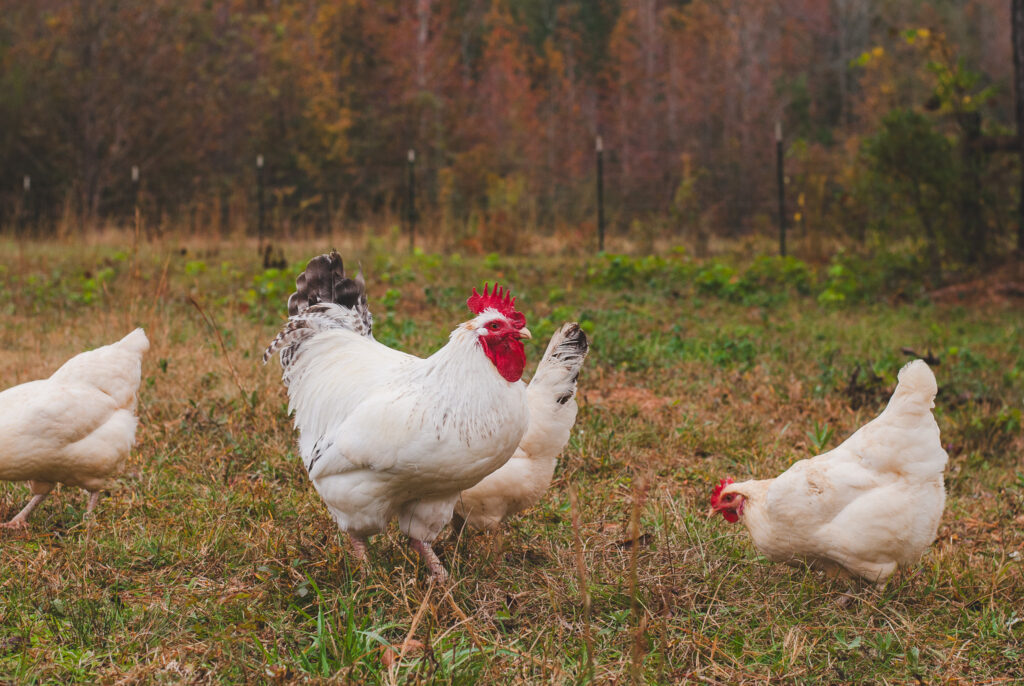 White rooster and white chickens homesteading 