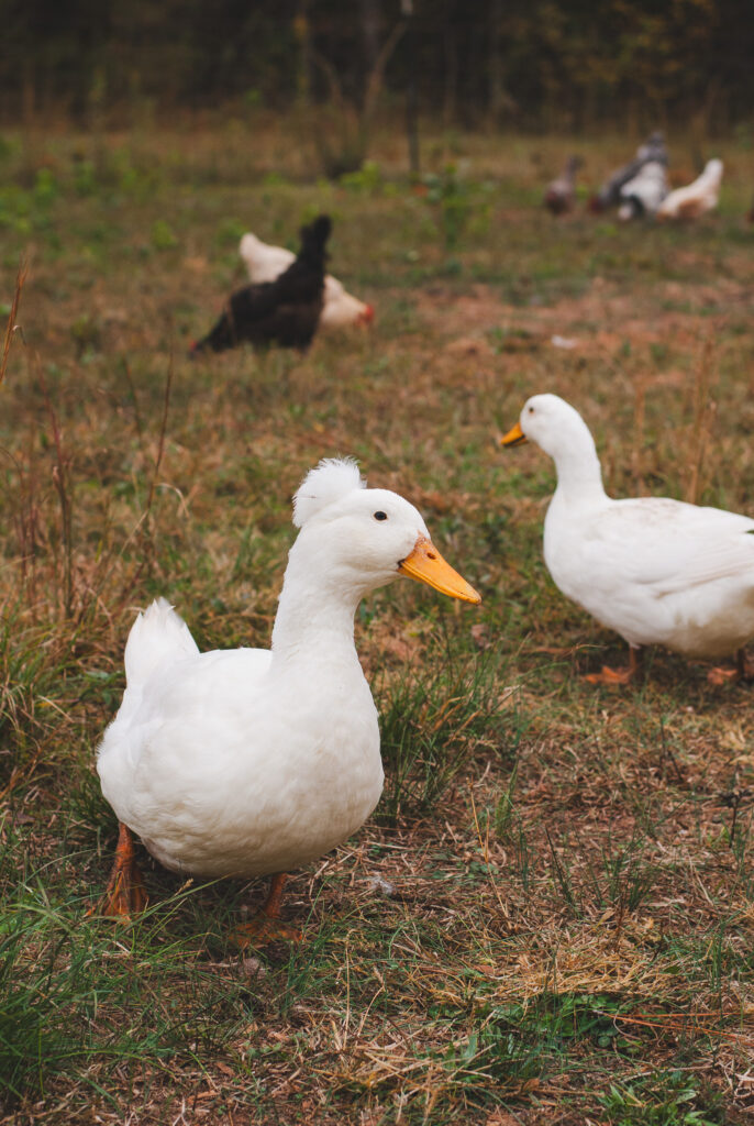 Ducks on a a homestead with chickens in the background 