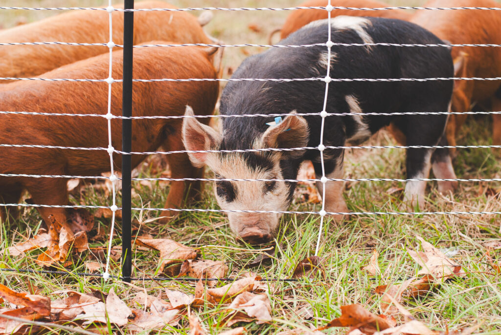 Homesteading with a full time job 