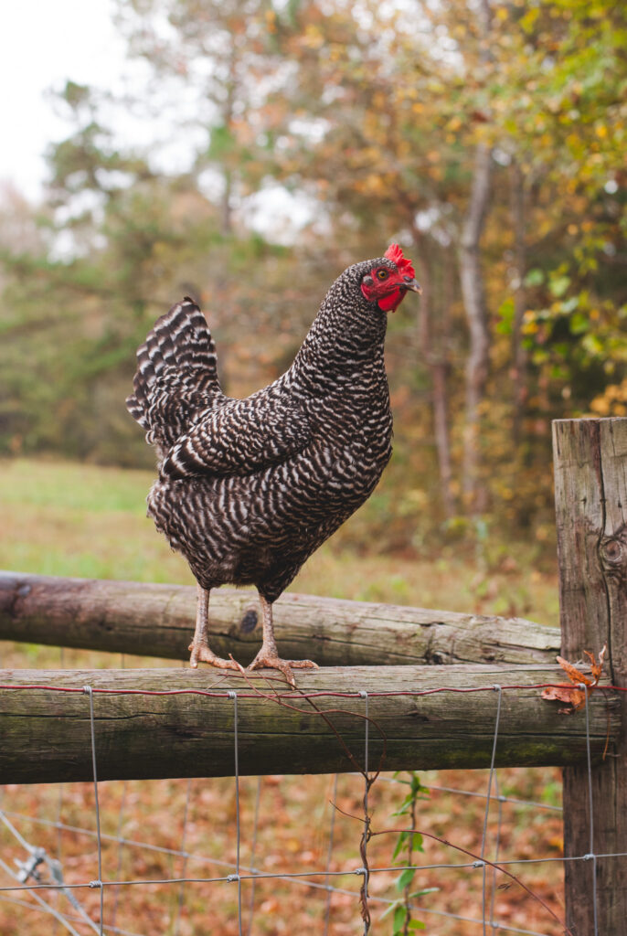 Homesteading with a full-time job