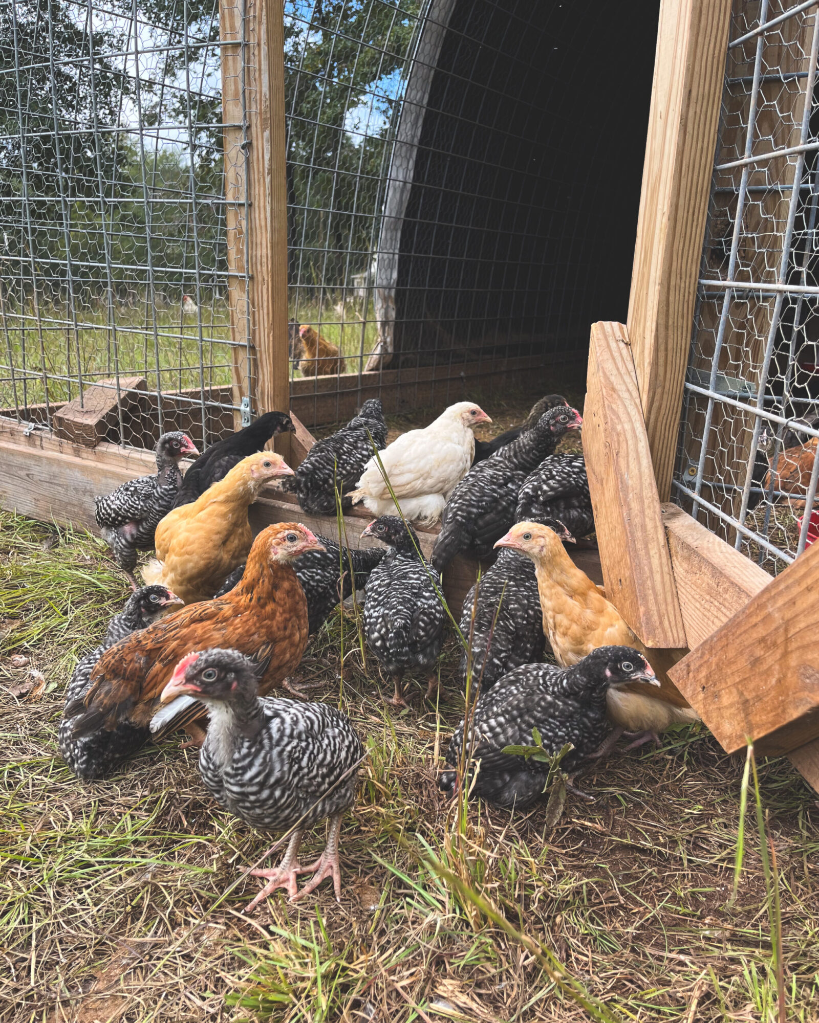 Heating A Chicken Coop Without Electricity The Little Modern Farm