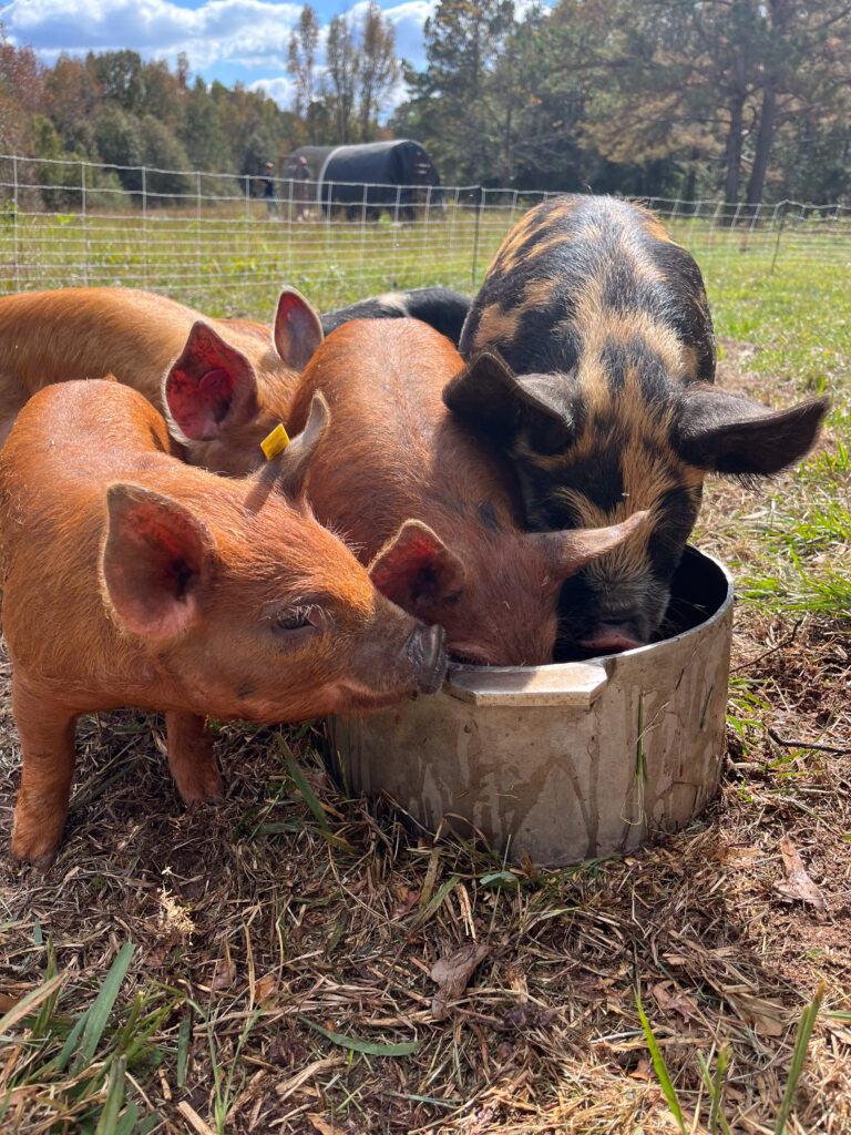 Multicolored pigs eating from a metal bowl