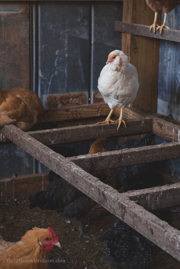 chicken roosting on a chicken ladder inside of a chicken coop 