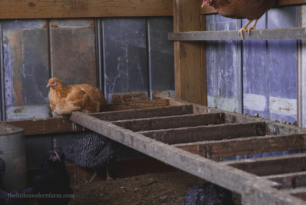 Chicken roosting on a chicken ladder inside of a chicken coop 