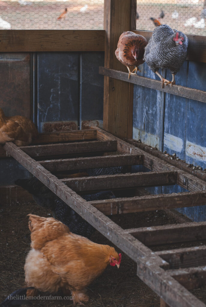 Chickens roosting on a chicken ladder inside ad chicken coop. 