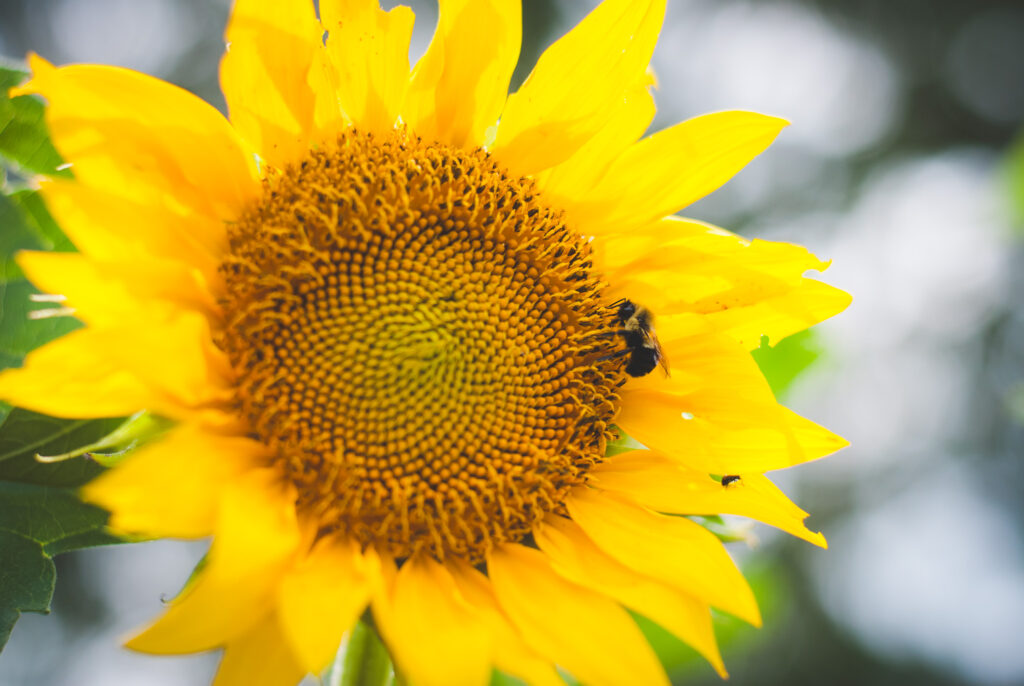 yellow sunflower with bee in homesteading garden 