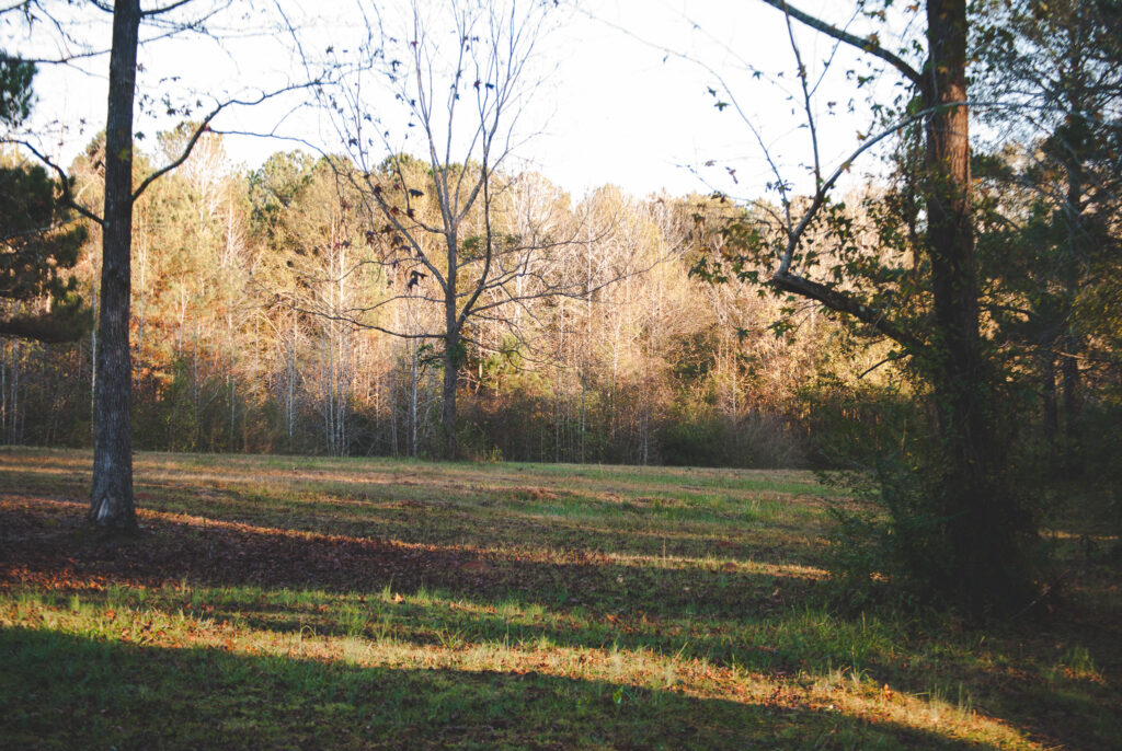 Homesteading pasture that's been well maintained through time management 