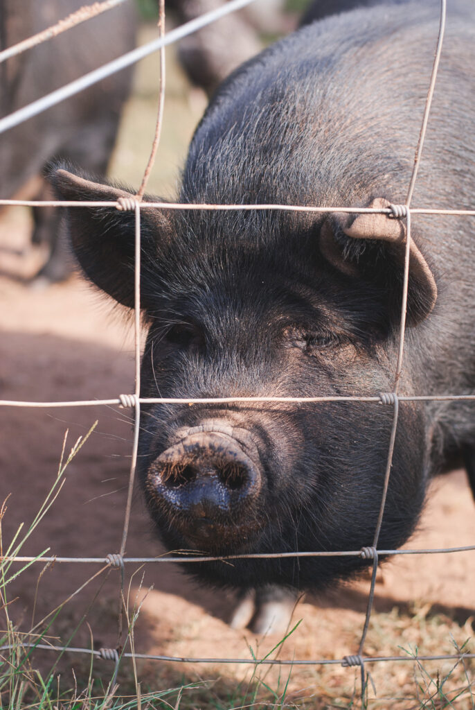 Black pig behind a fence 