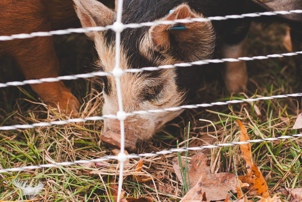 black and white pig behind a fence eating grass 