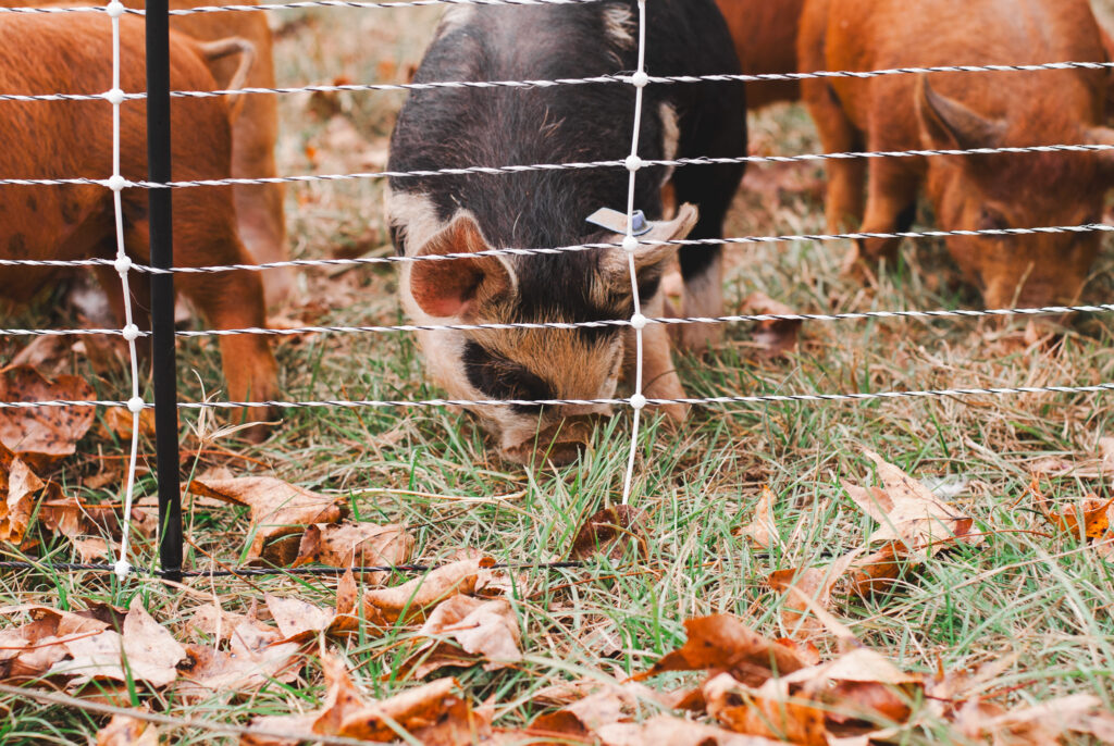 Multicolored pigs eating grass behind a fence 