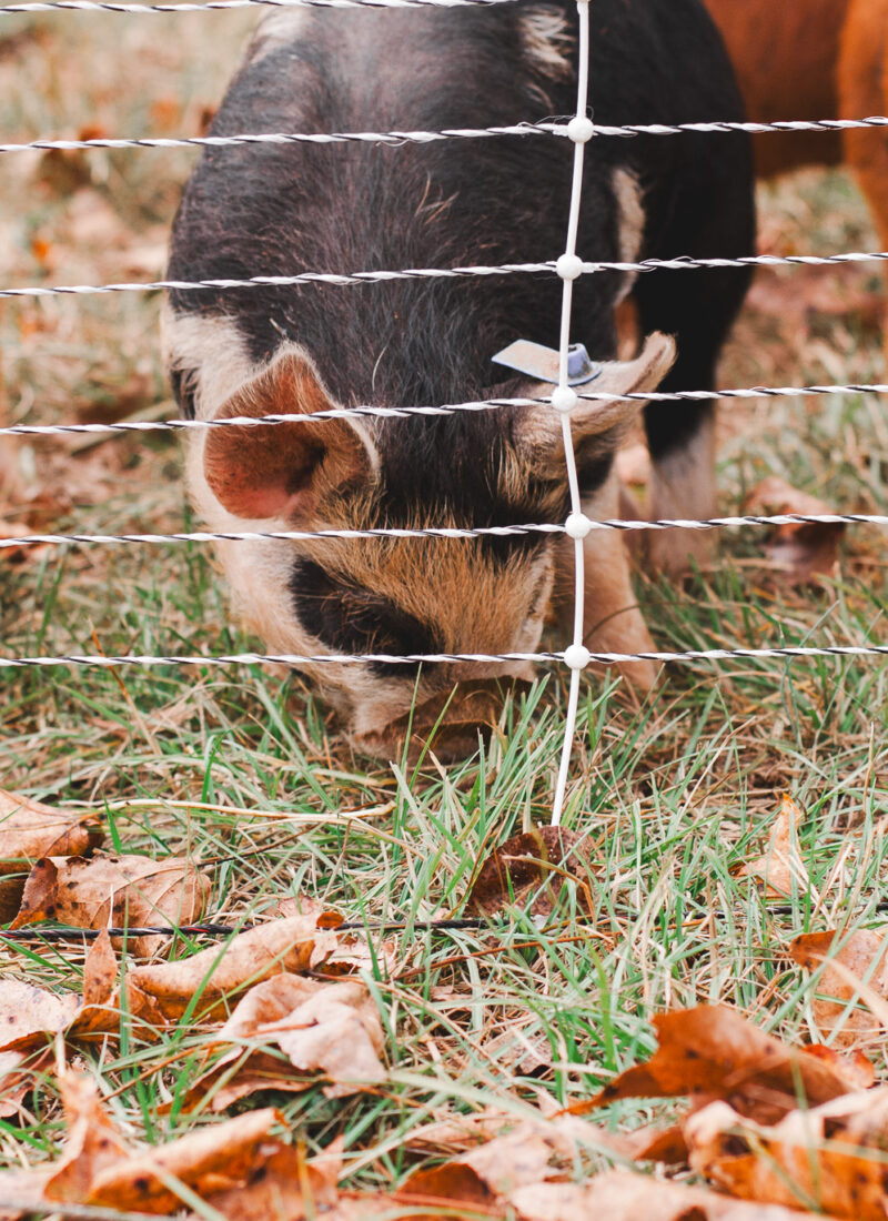 Getting Started Raising Pigs: 8 Articles You Must Read