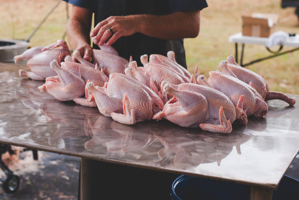 Meat chickens being processed on stainless steel table 