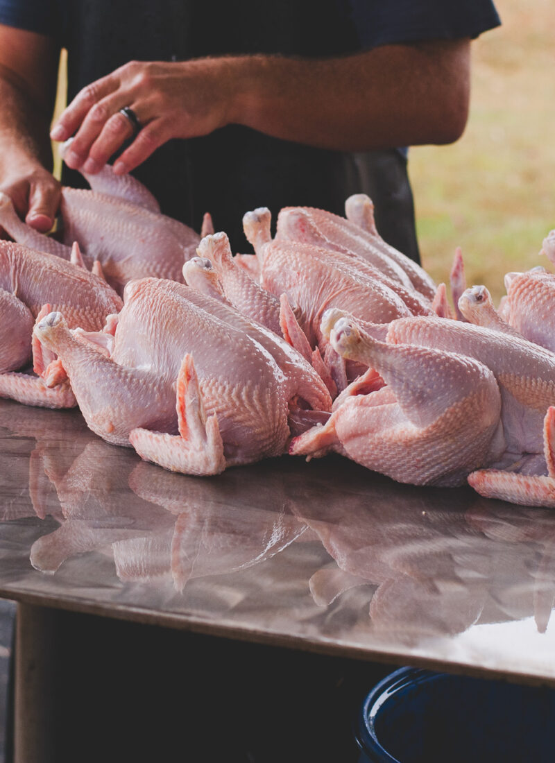 Raising Meat Chickens