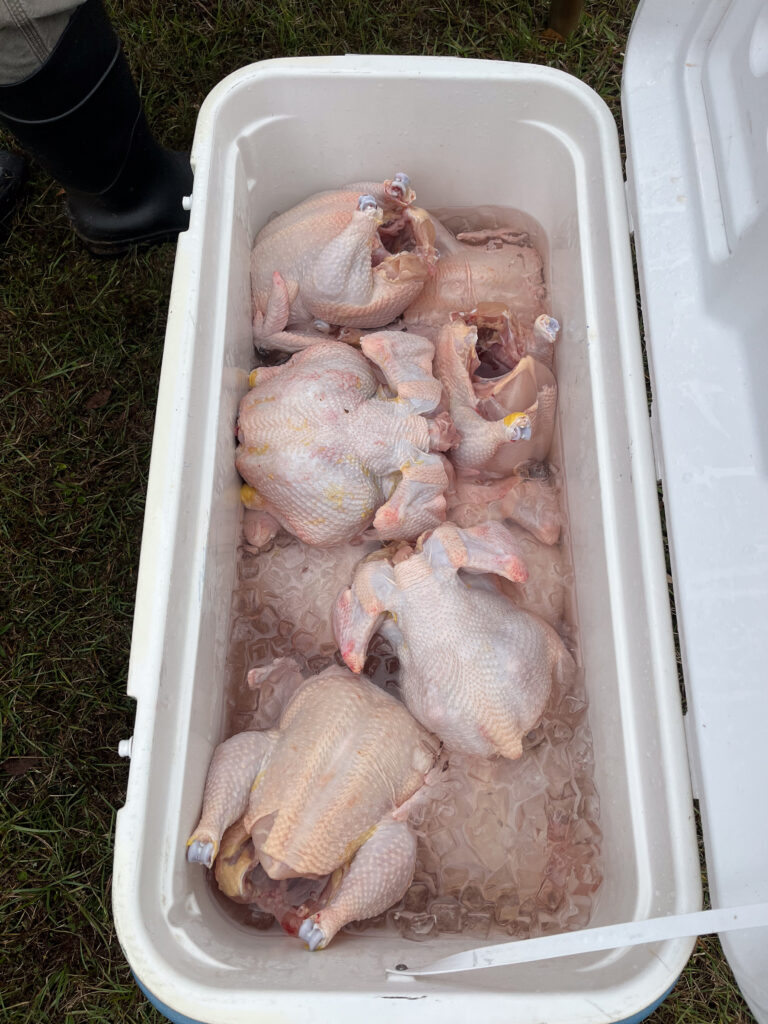 Large cooler with ice and processed chickens 