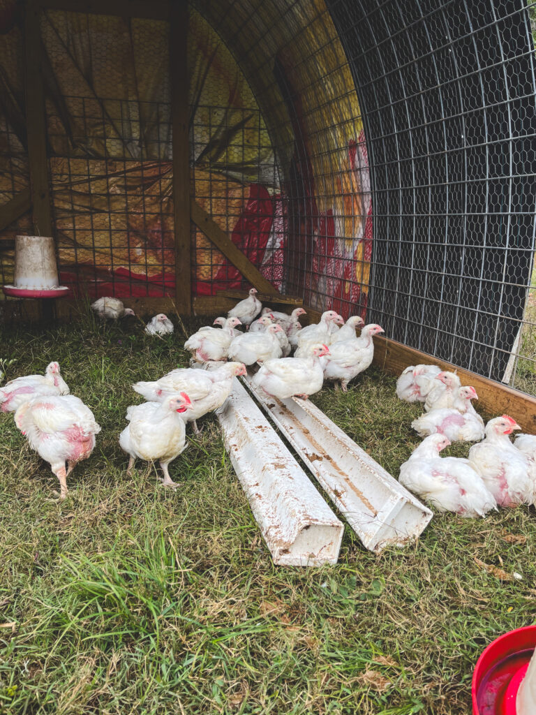 Cornish Cross Meat Chickens in a chicken tractor laying on grass  with long narrow feeders 