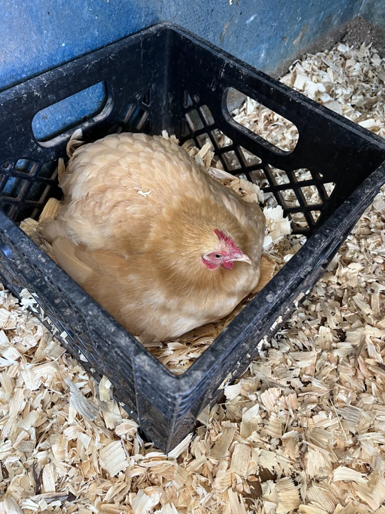 Broody Hen sitting on eggs in a milk crate with wood chips