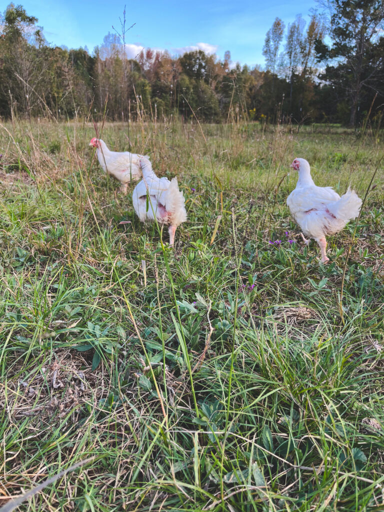 Cornish Cross meat chickens walking on green grass in pasture