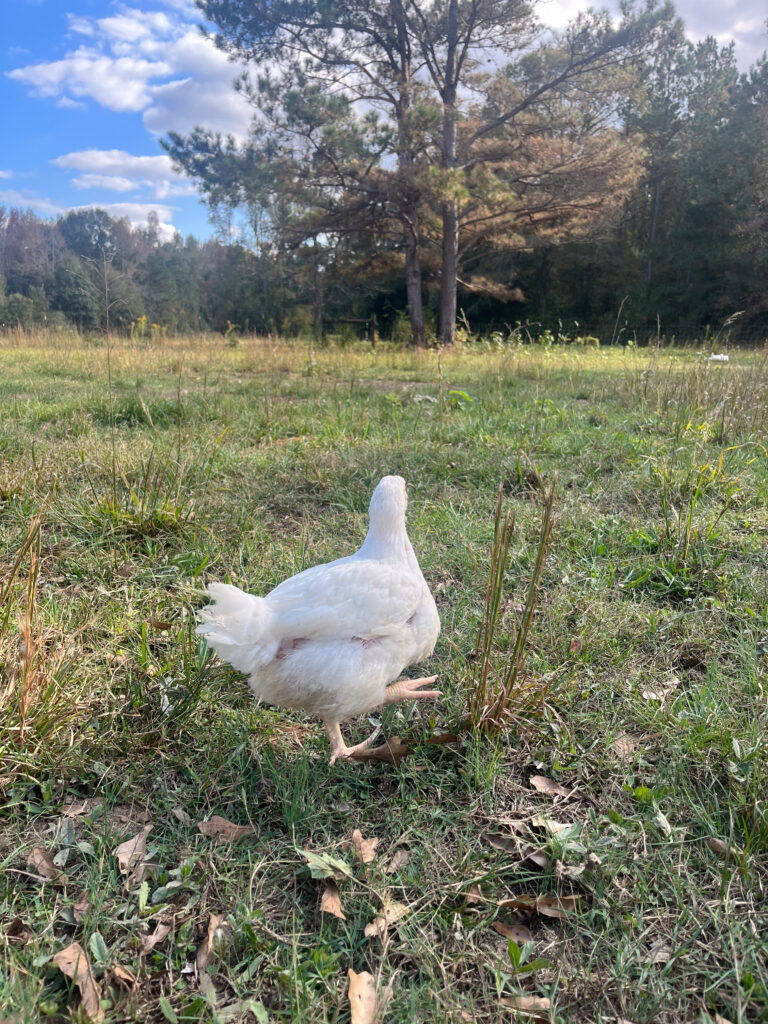 Cornish Cross chicken free ranging in a pasture. 