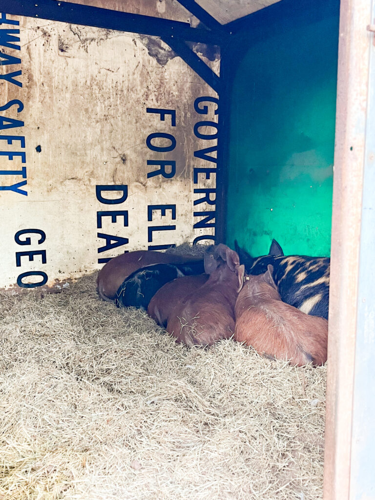 Idaho Pasture Pigs sleeping together in straw inside shelter 