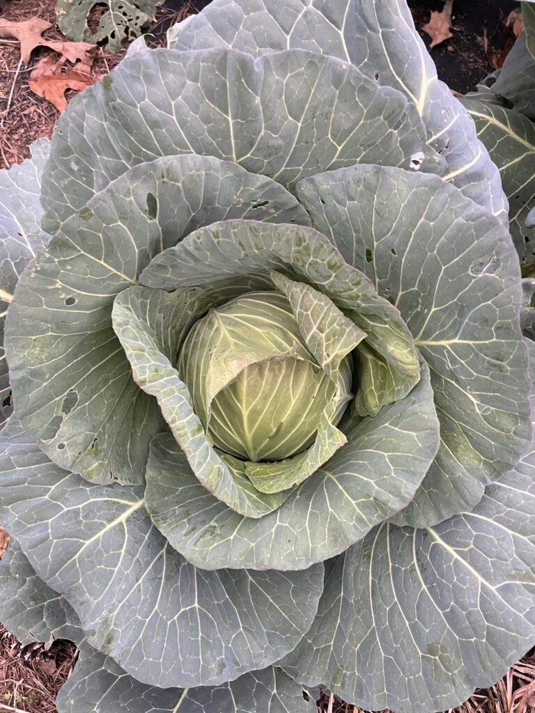Large cabbage plant 