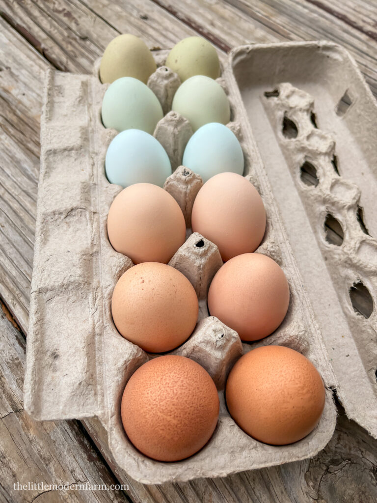 Egg carton with blue eggs 