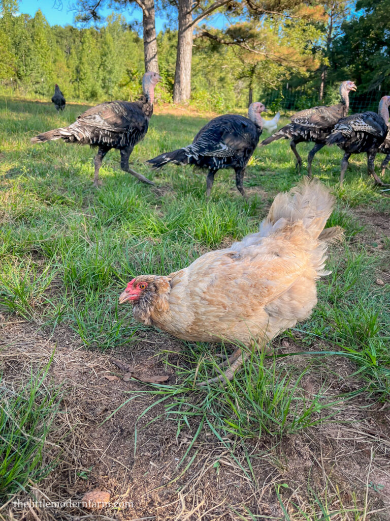 Ameraucana blue egg chicken in grass with turkeys in the background 