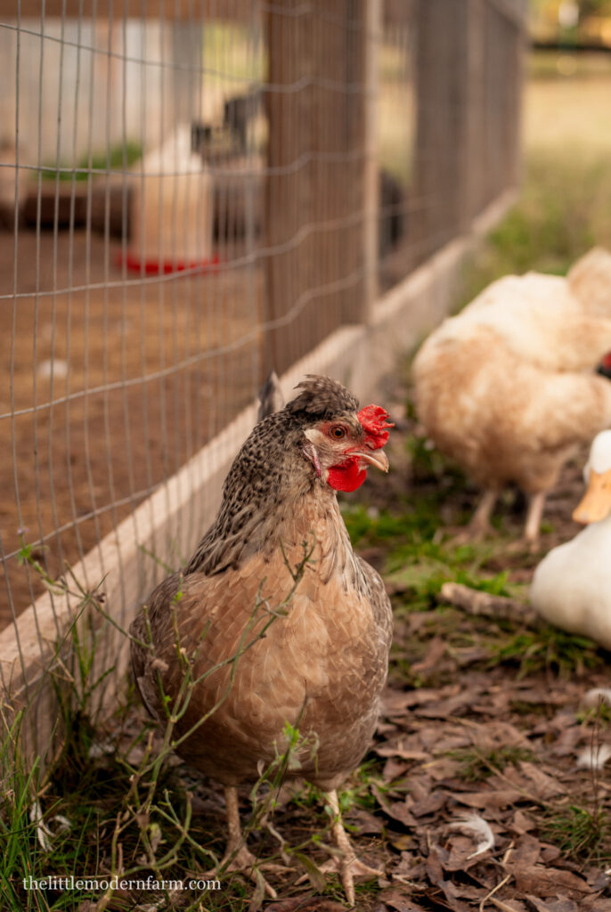 chicken standing by a coop with chickens and duck in background- how to get started raising chickens 
