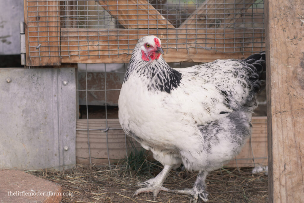 Brahma chicken standing in front of coop