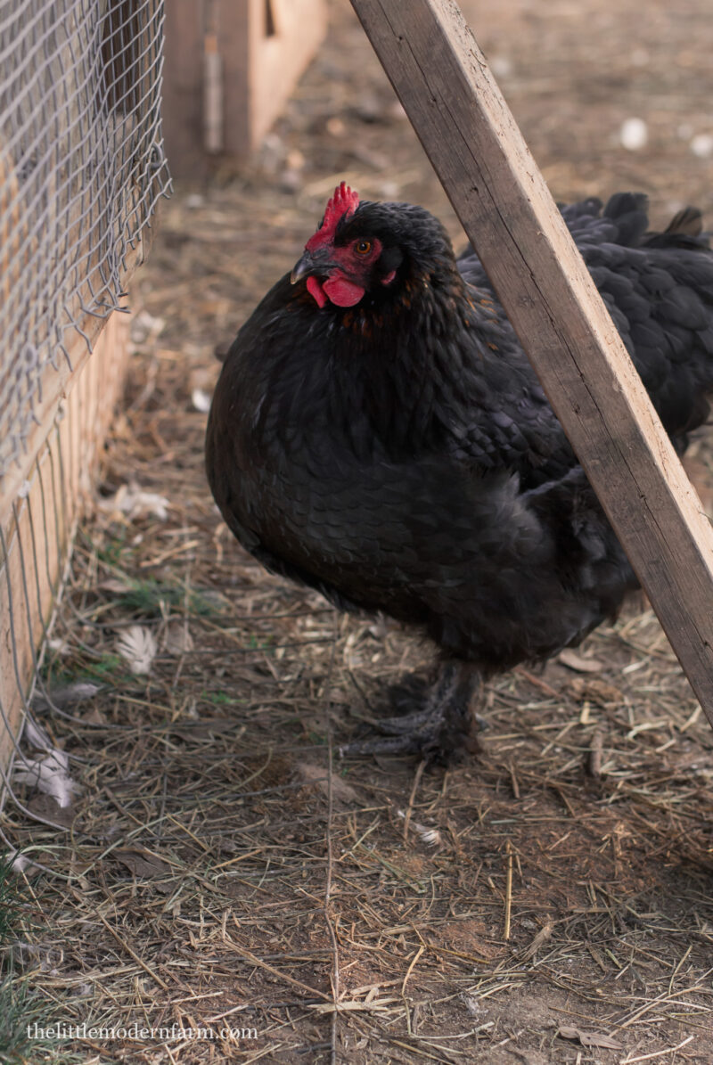 The Best Backyard Chicken Breeds The Little Modern Farm