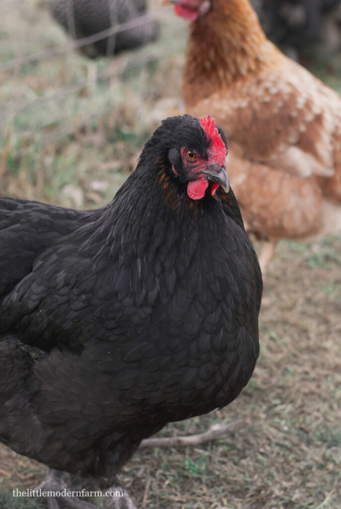 Black French Copper Maran chicken 