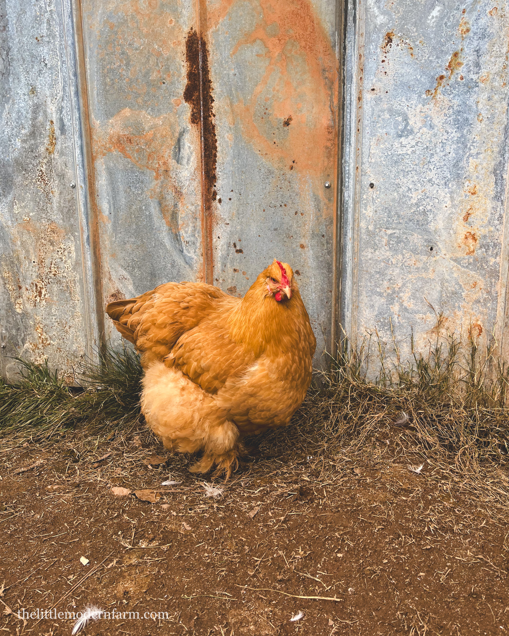 The Brahma Chicken - Raising a Large Breed - Backyard Poultry