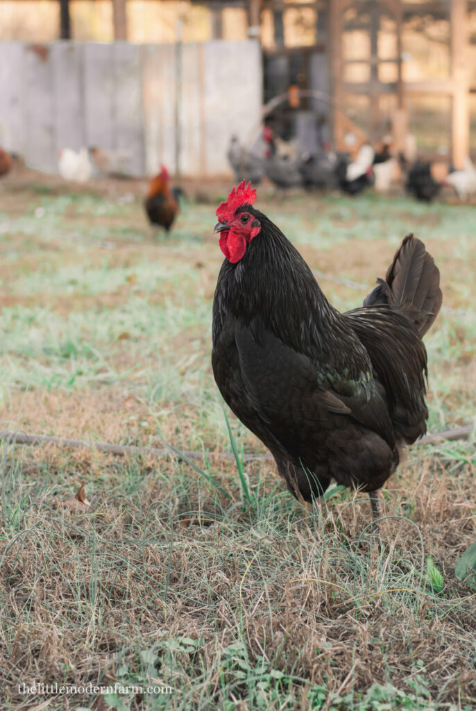 Black Australorp rooster standing on grassing front of coop. 