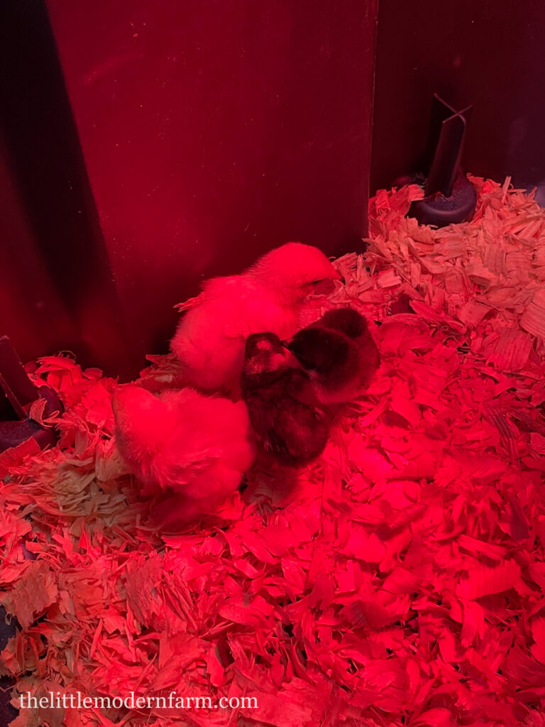 chicks under infrared light in plastic storage container brooder 