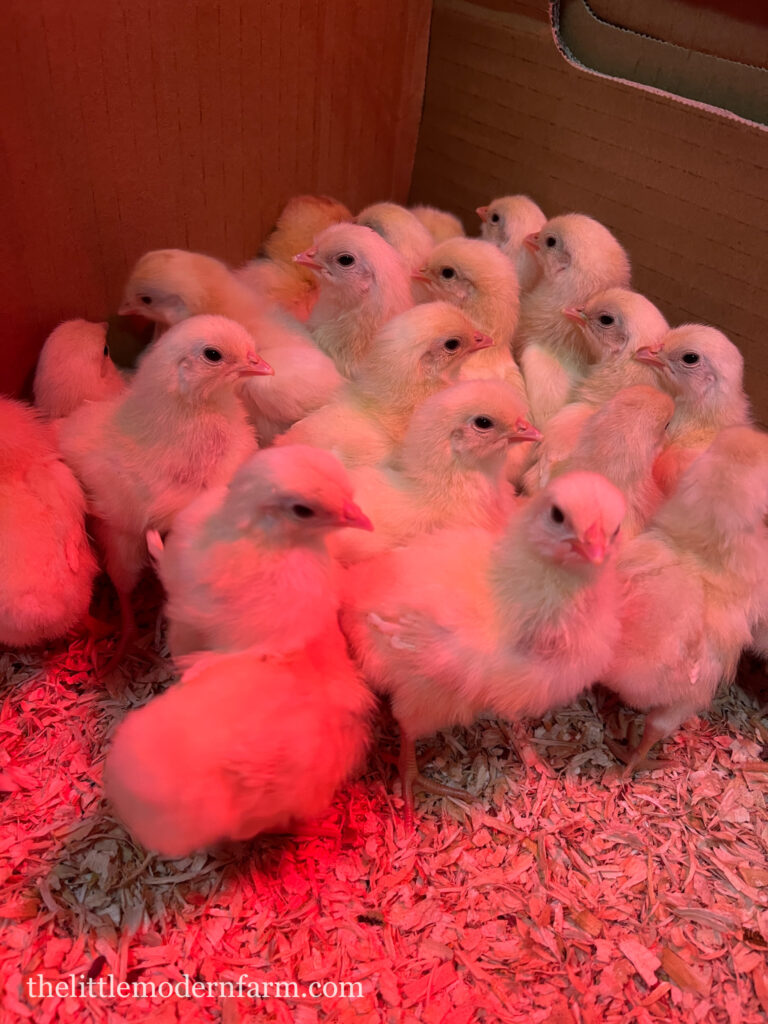 Chicks in chicken brooder under infrared light source 