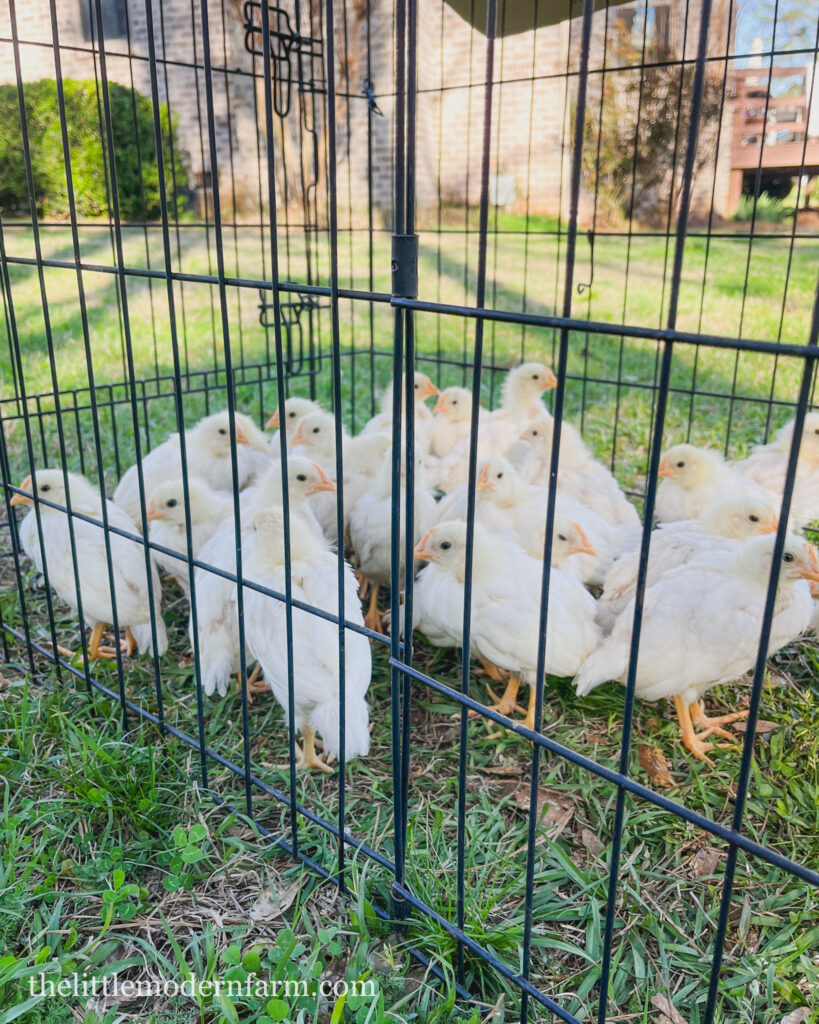 chickens in a cage on green grass-hot to get started raising chickens 