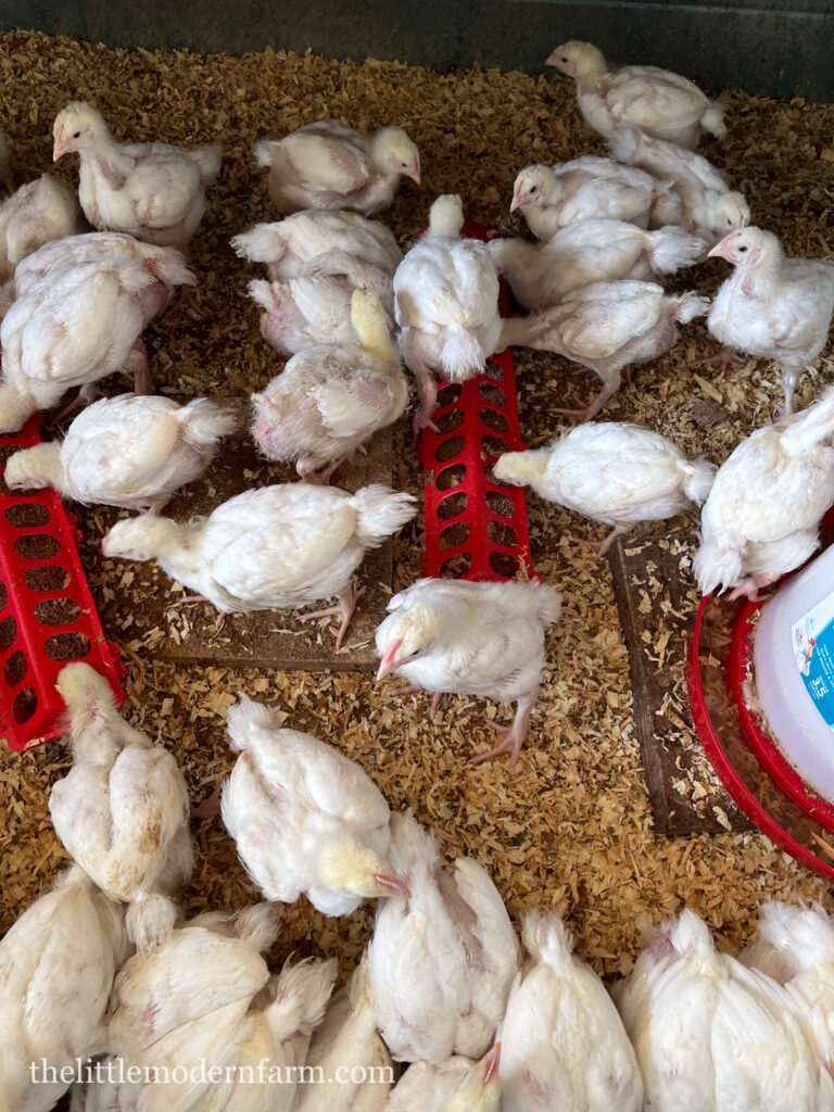 Chicks in a chicken brooder with feeder and waterer and pine shavings 