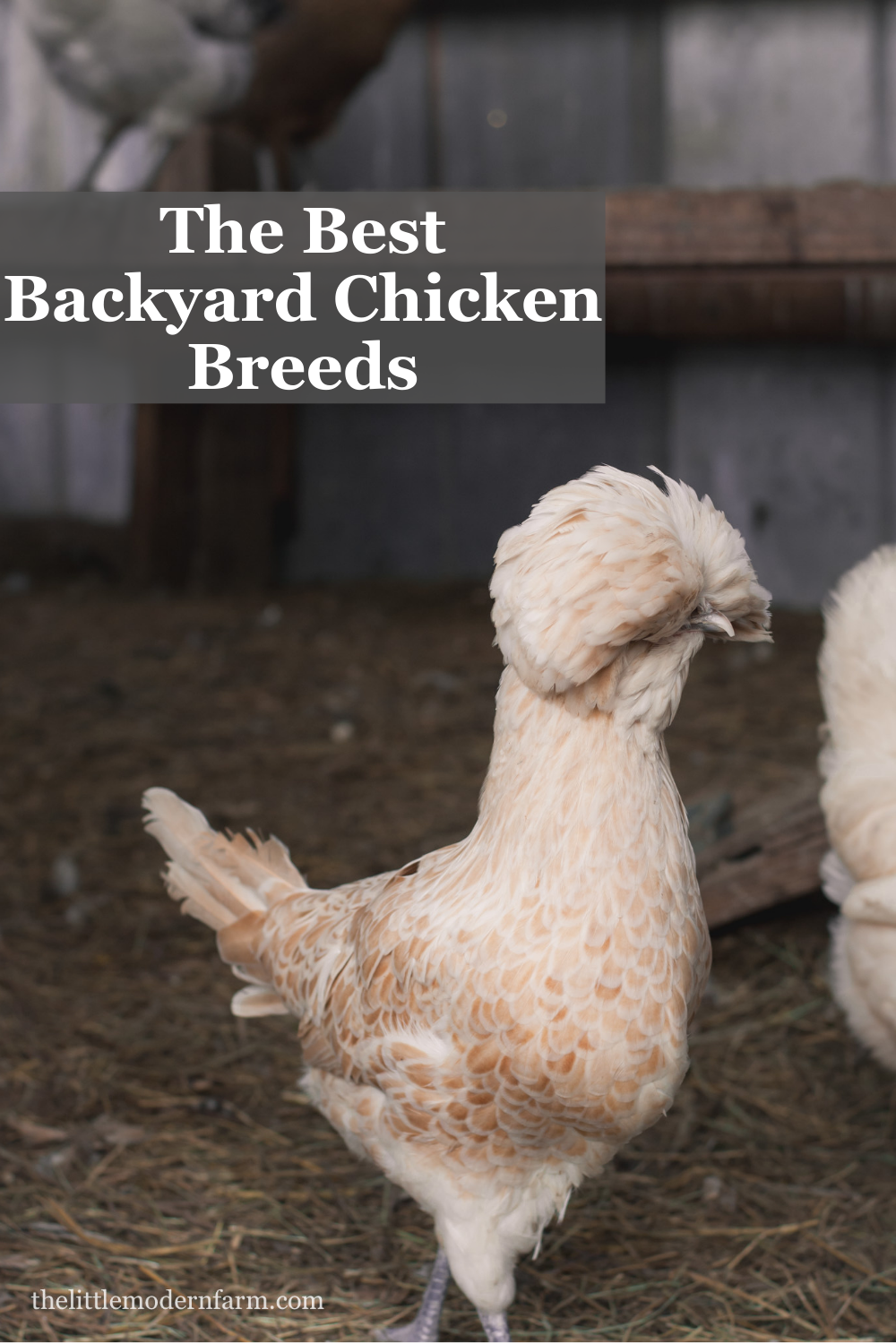 The Best Backyard Chicken Breeds - The Little Modern Farm