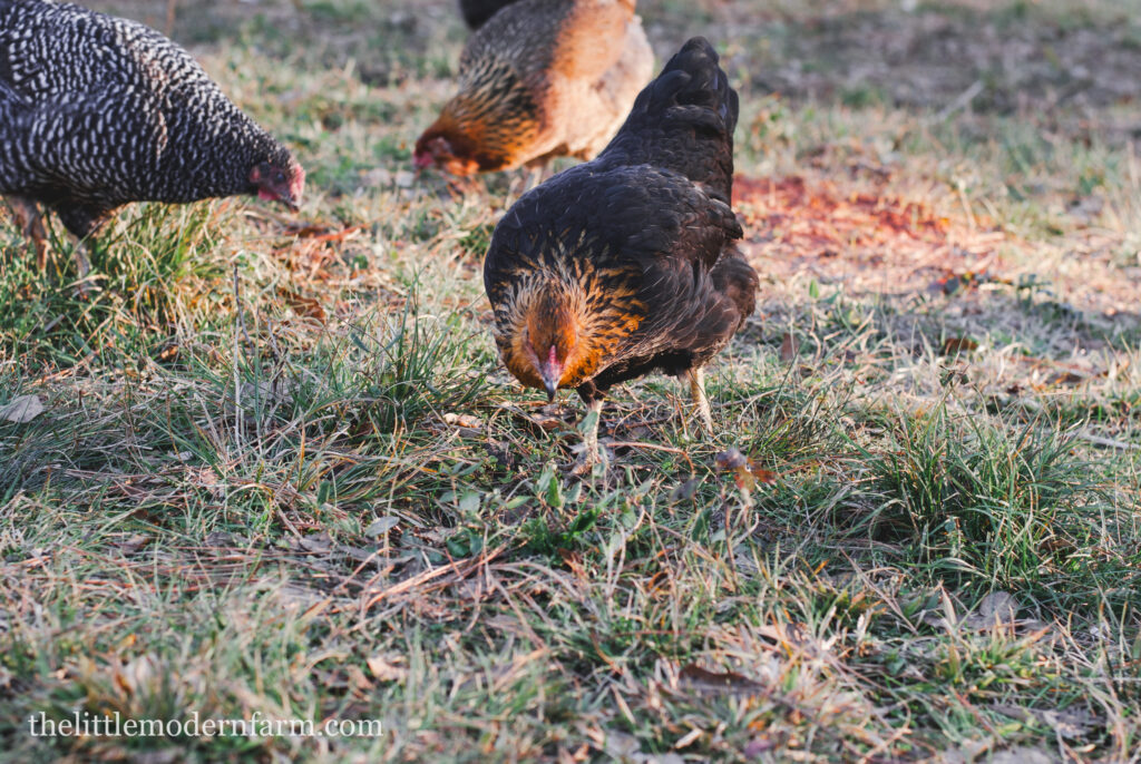 Three chickens free-ranging on green grass. 