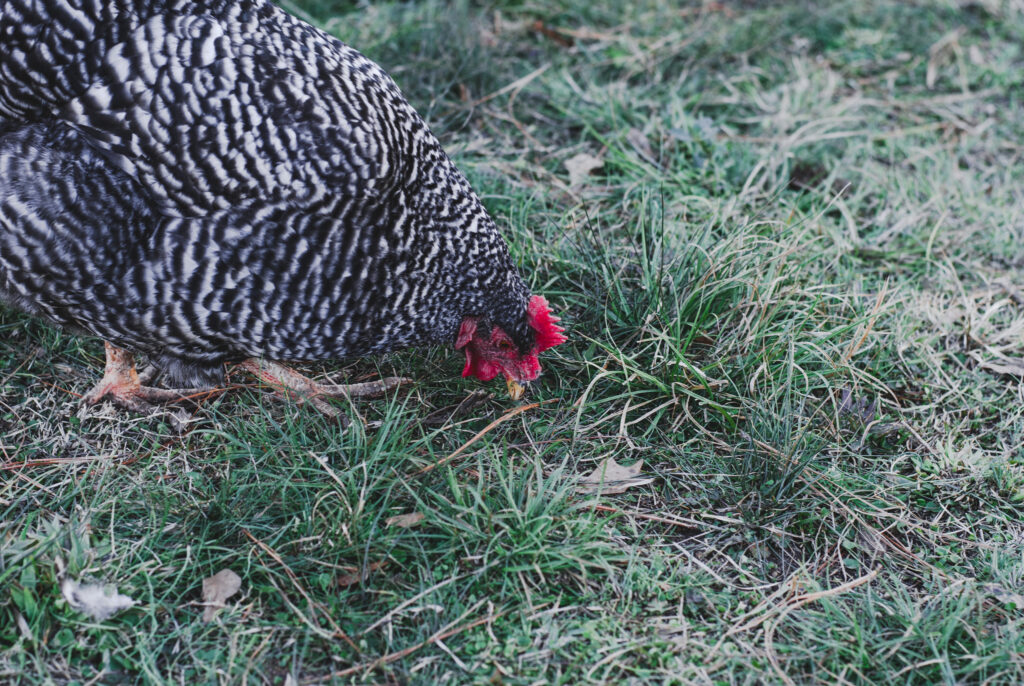 barred rock chicken on free-ranging on green grass