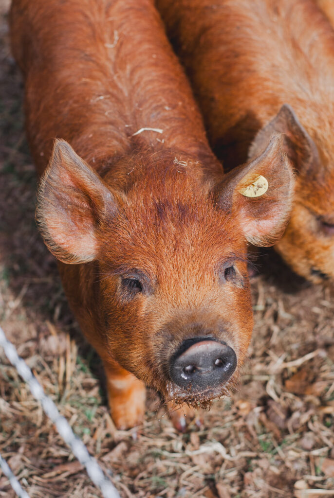 Orange Idaho pasture pig 