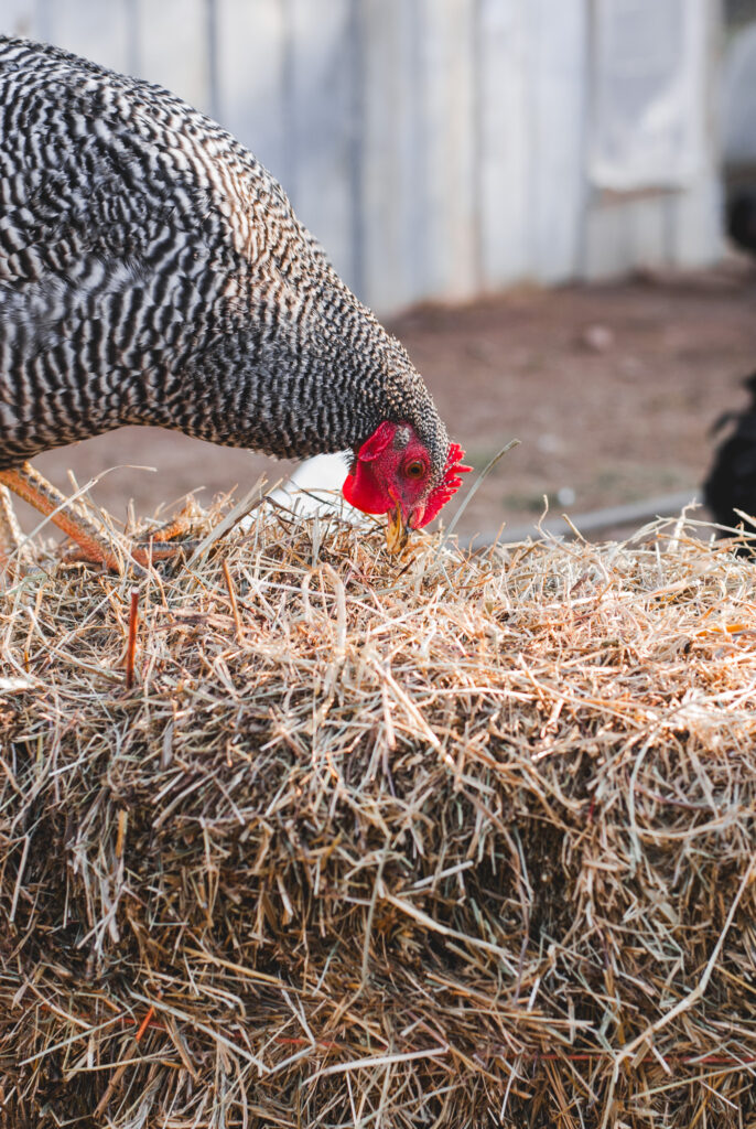 Barred rock chicken on a straw bale 