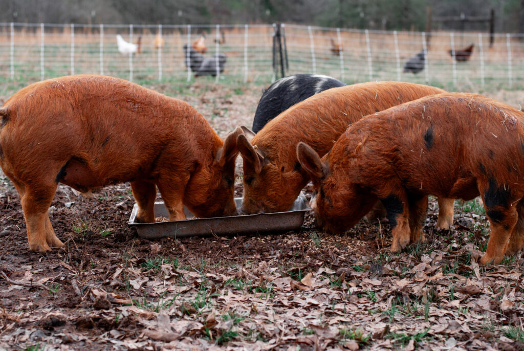 red pigs eating from pan 