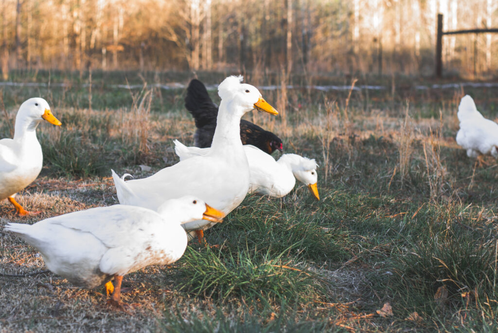 White ducks on green grass 