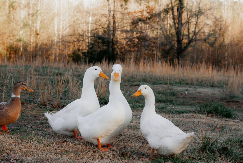 White ducks on grass 