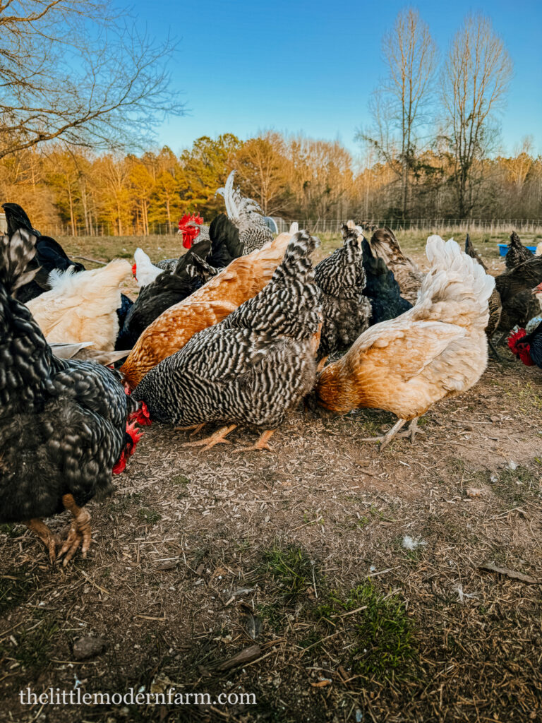 Multiple chickens pecking on ground