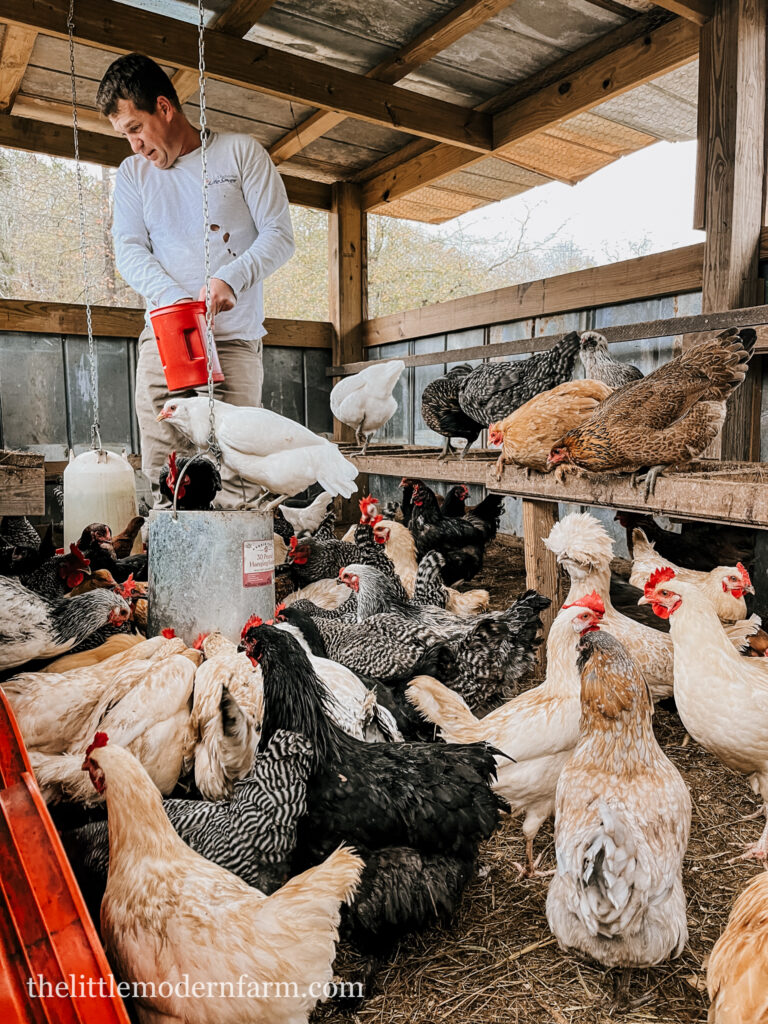 multiple chickens in coop eating