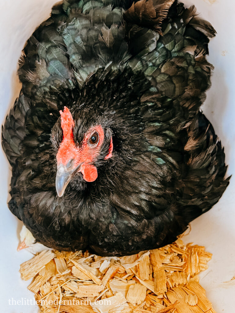 black chicken on pine shavings in coop with chick underneath. 