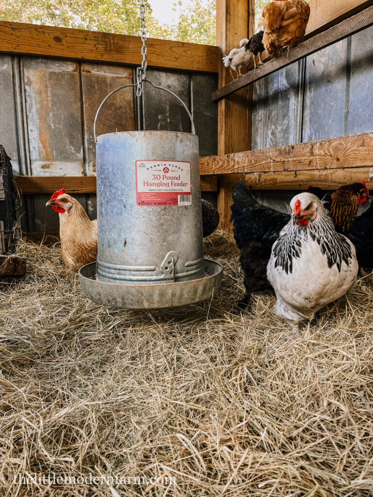 chickens on bedding in chicken coop 