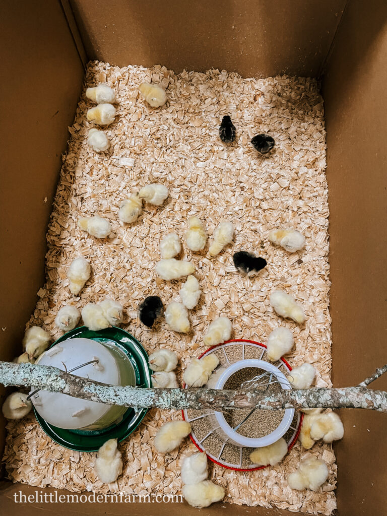 chicks on pine bedding in brooder 