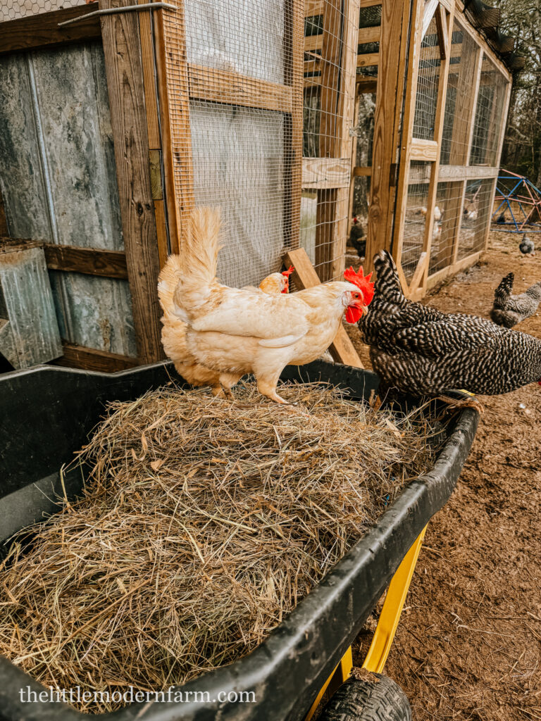 chickens standing on hay in wheelbarrow in front of coop. 